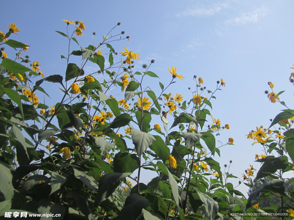 向陽(yáng)花