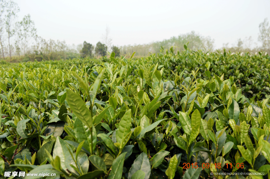 日照綠茶 江北綠茶