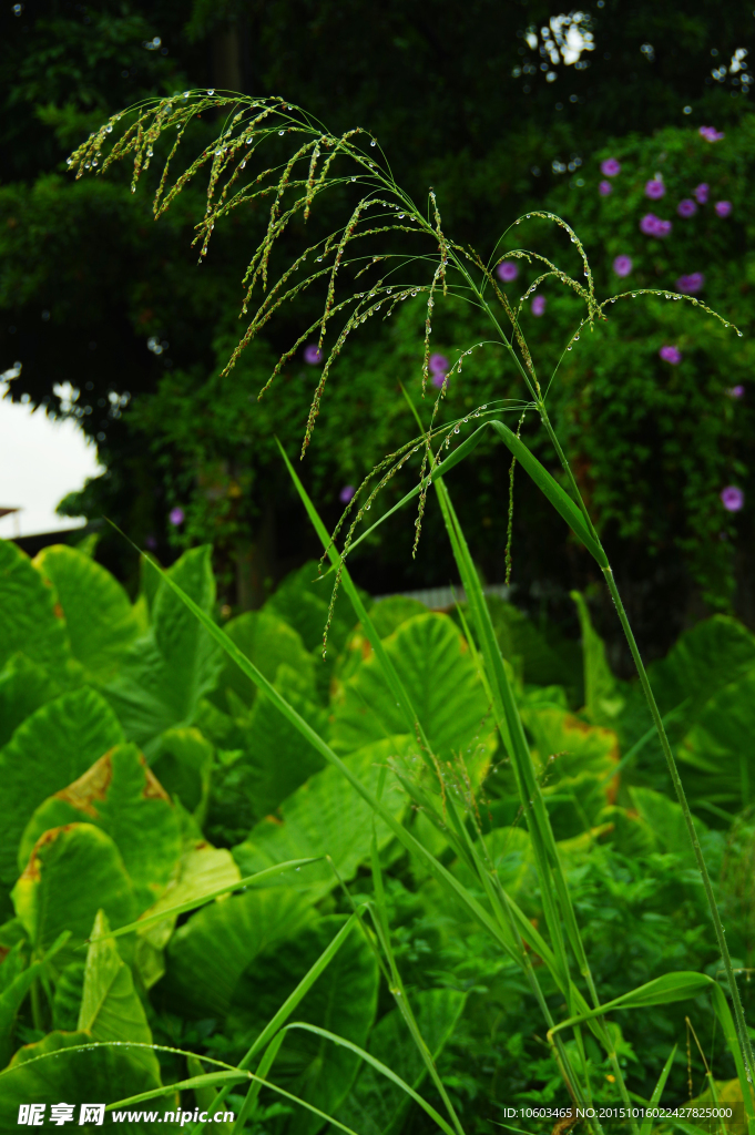 蘆花吐珠 雨后天晴