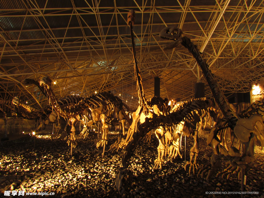 恐龙化石展厅
