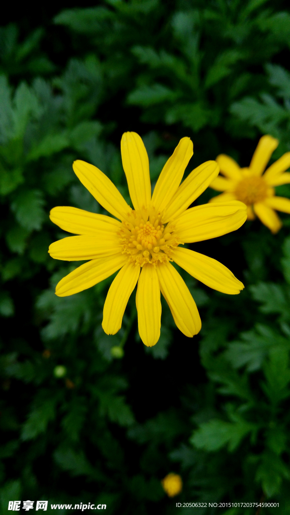 小野菊