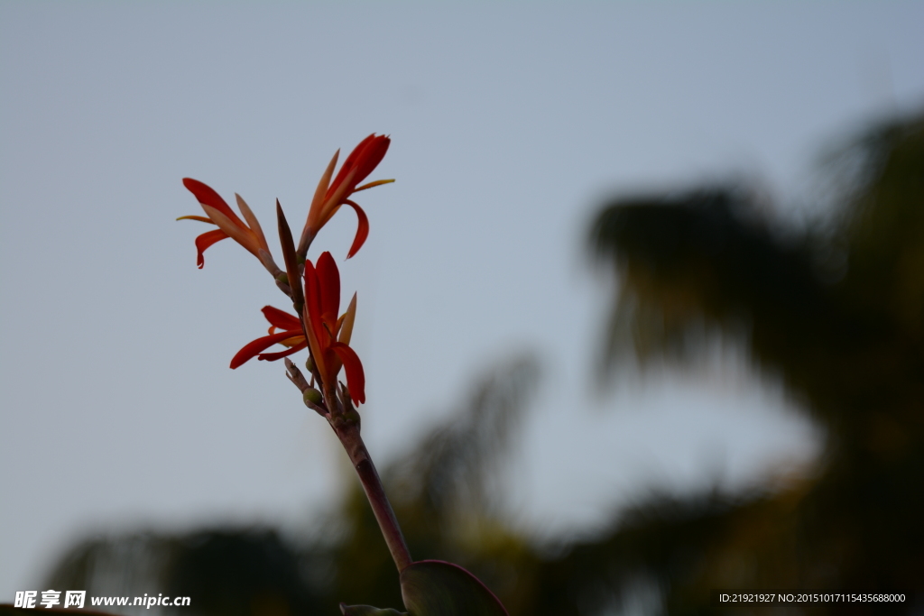 芭蕉芋