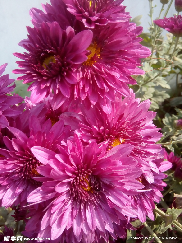 紅菊花