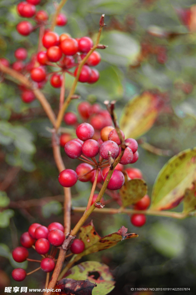 紅色果實