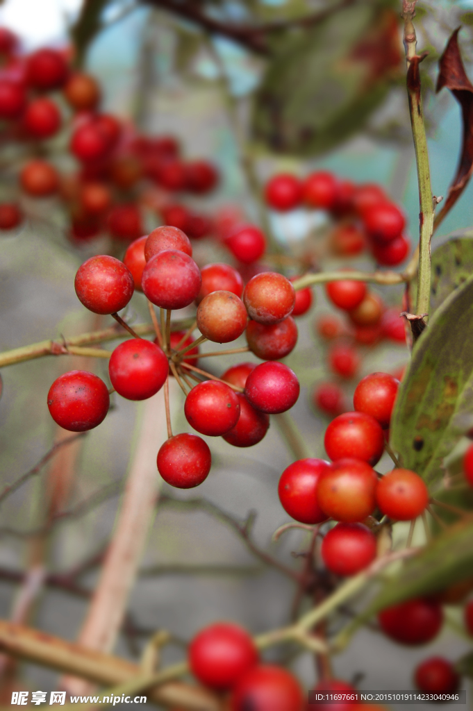 紅色果實