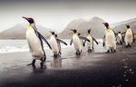 南极企鹅背景