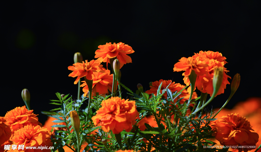 橙色菊花