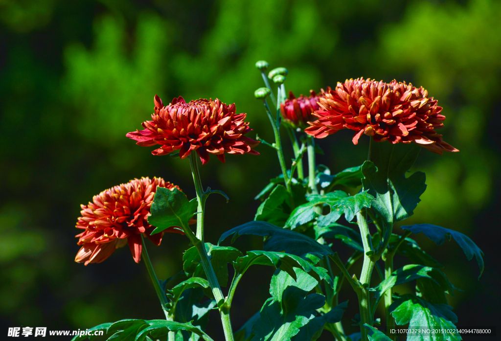 紅菊花