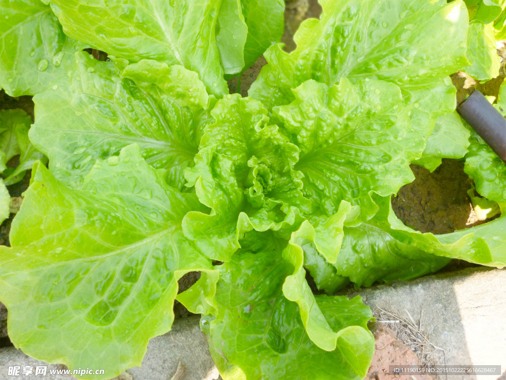 大顆生菜
