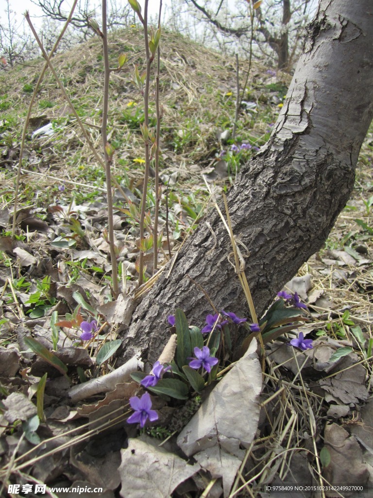 紫色小花