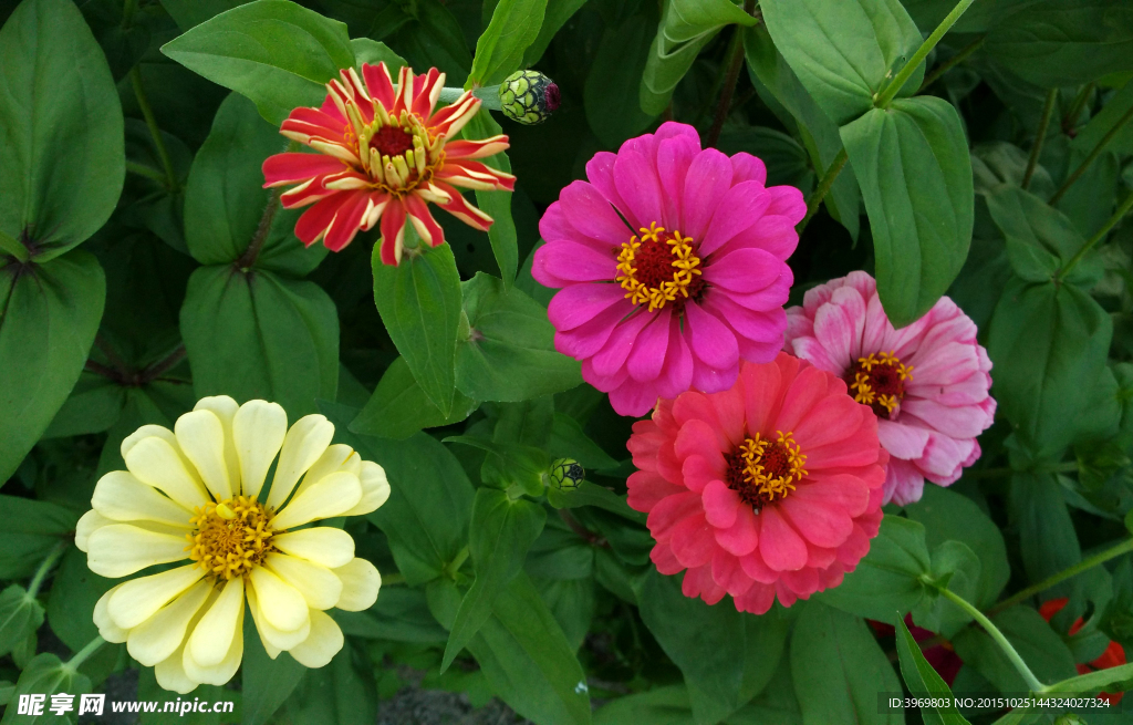 百日菊