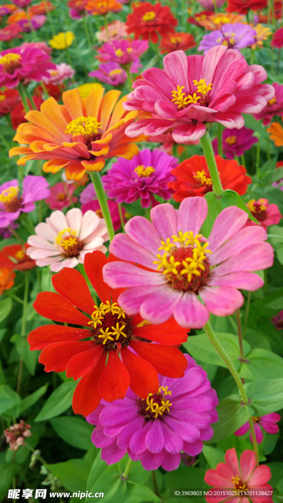 百日菊