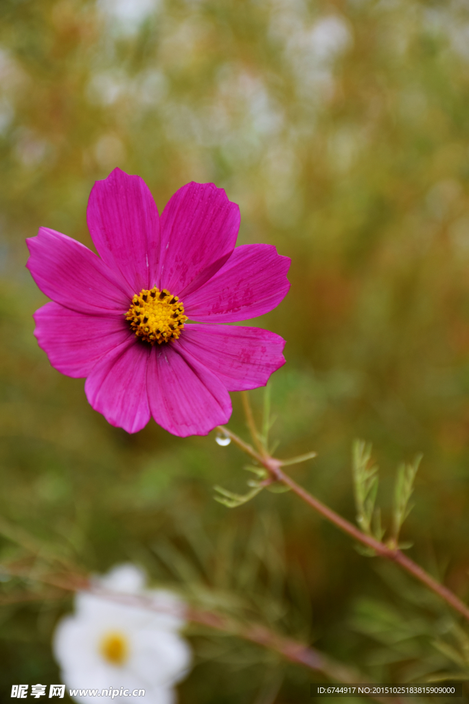 格桑花