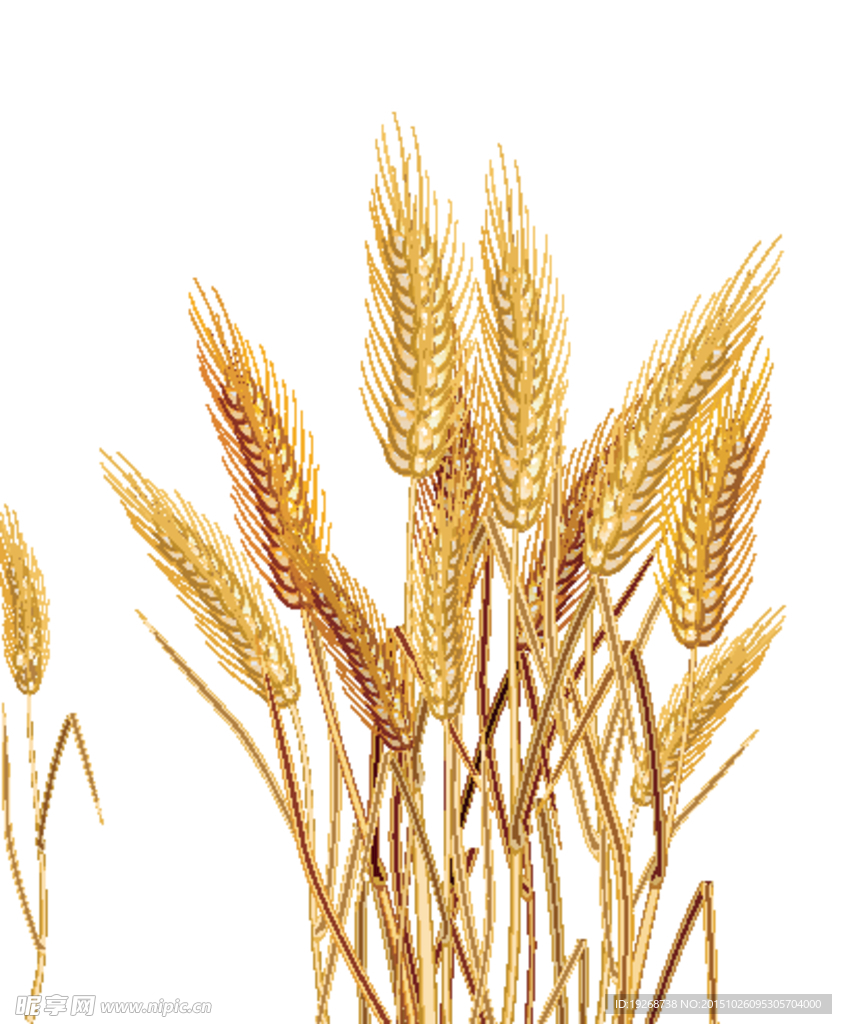 卡通小麦  矢量小麦