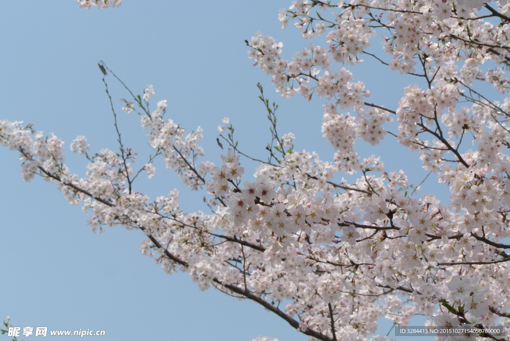 櫻花