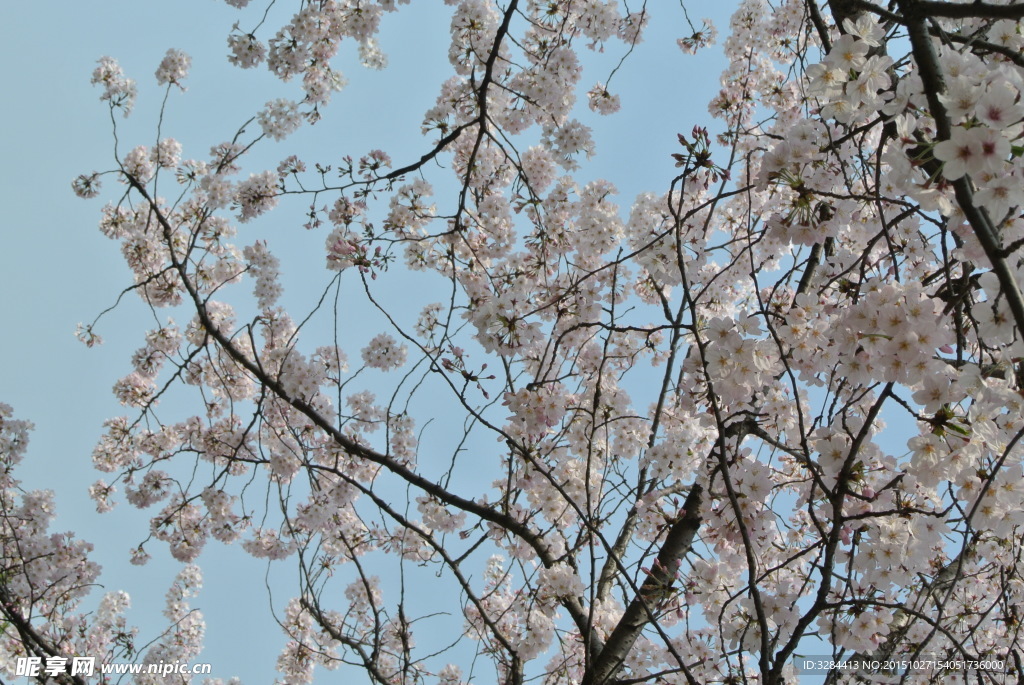 櫻花