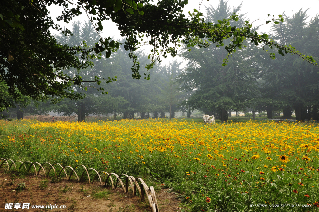 菊花園