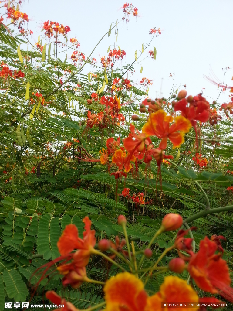 豆莢花