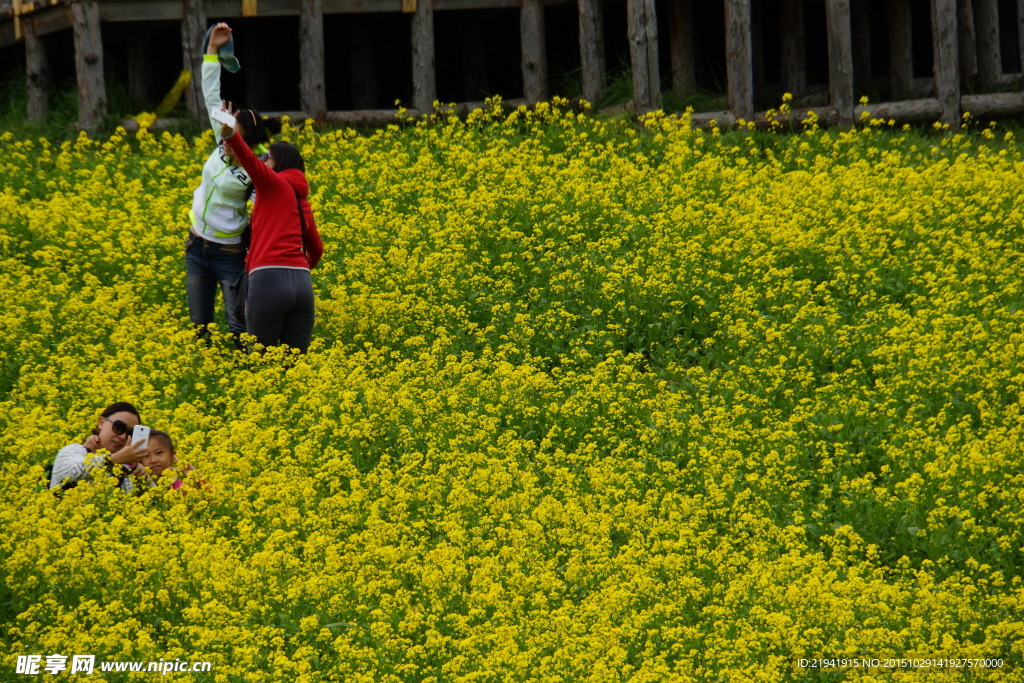 在油菜花地里