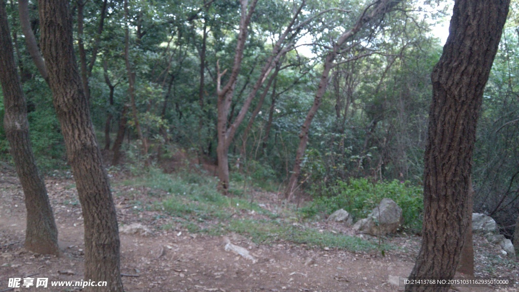 山林樹木