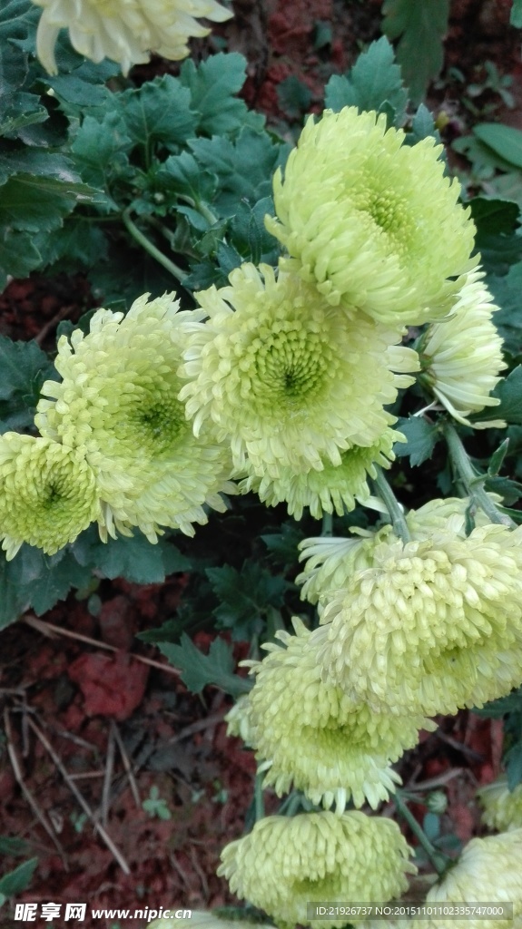 菊花綠寶石