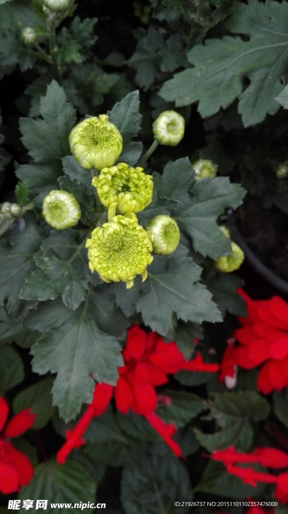 菊花 綠寶石