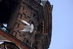 圣索菲亚大教堂白鸽