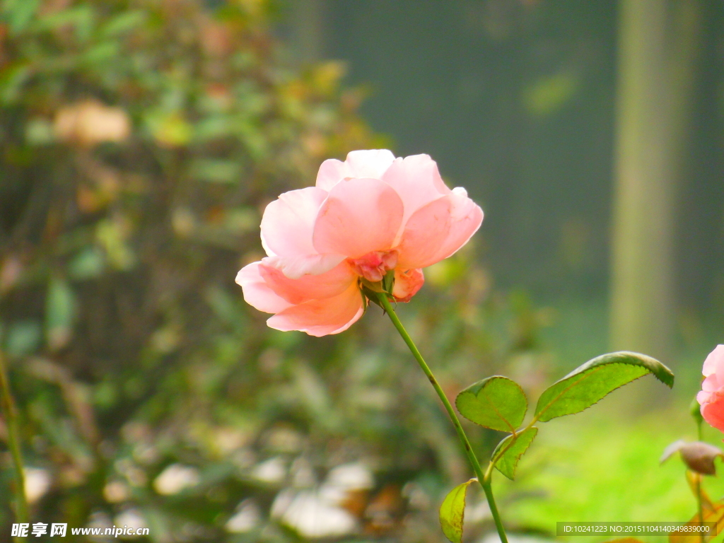 粉色花朵粉色月季