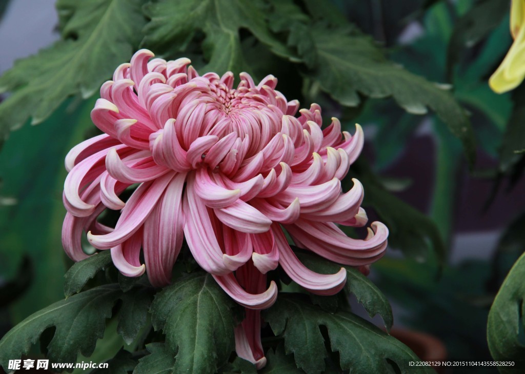 秋菊