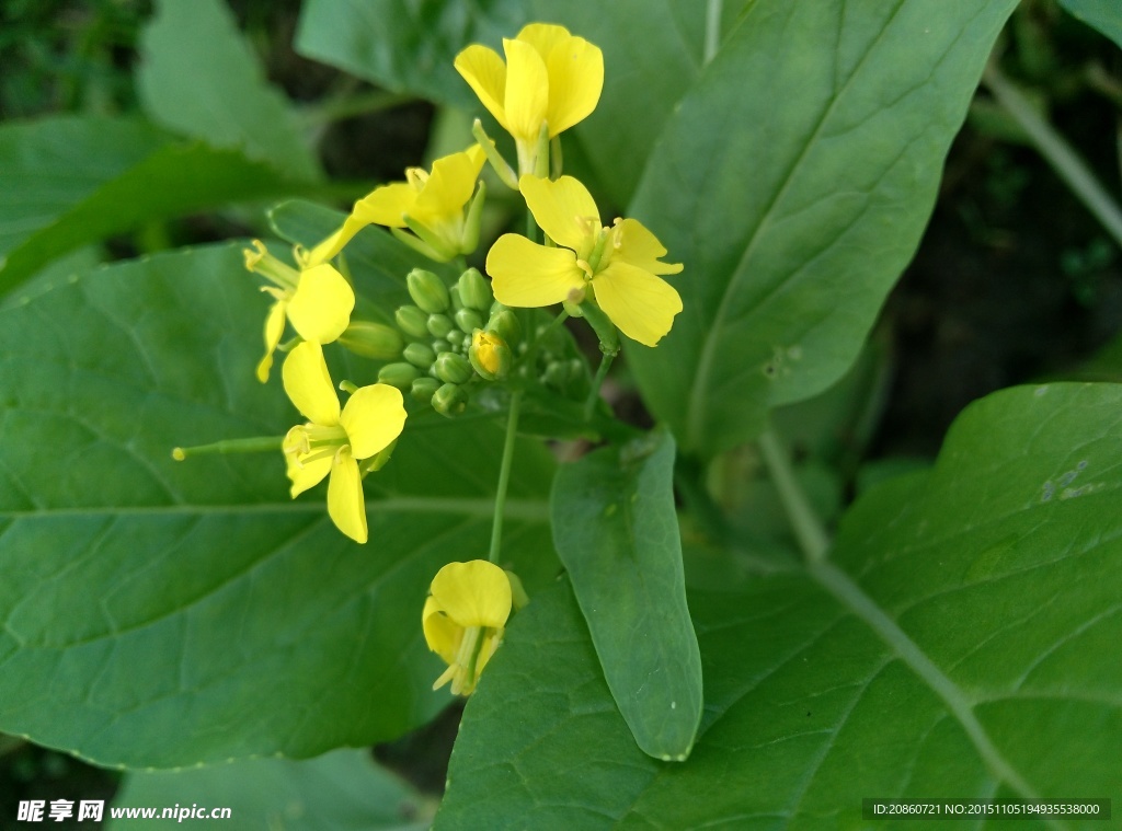 油菜花