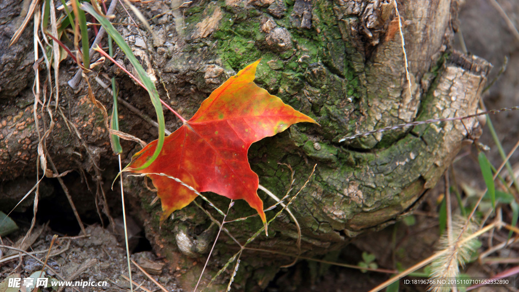 秋天 紅葉