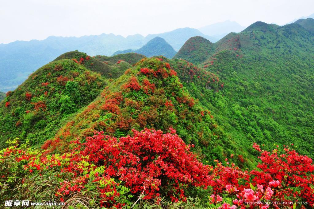 綠山紅花