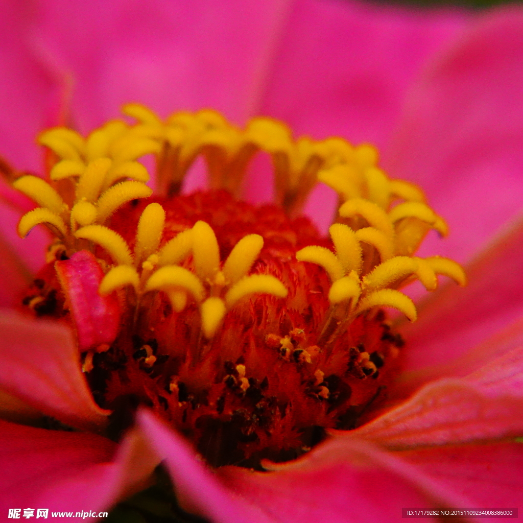 野菊花花蕊