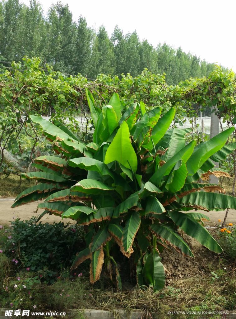 芭蕉樹