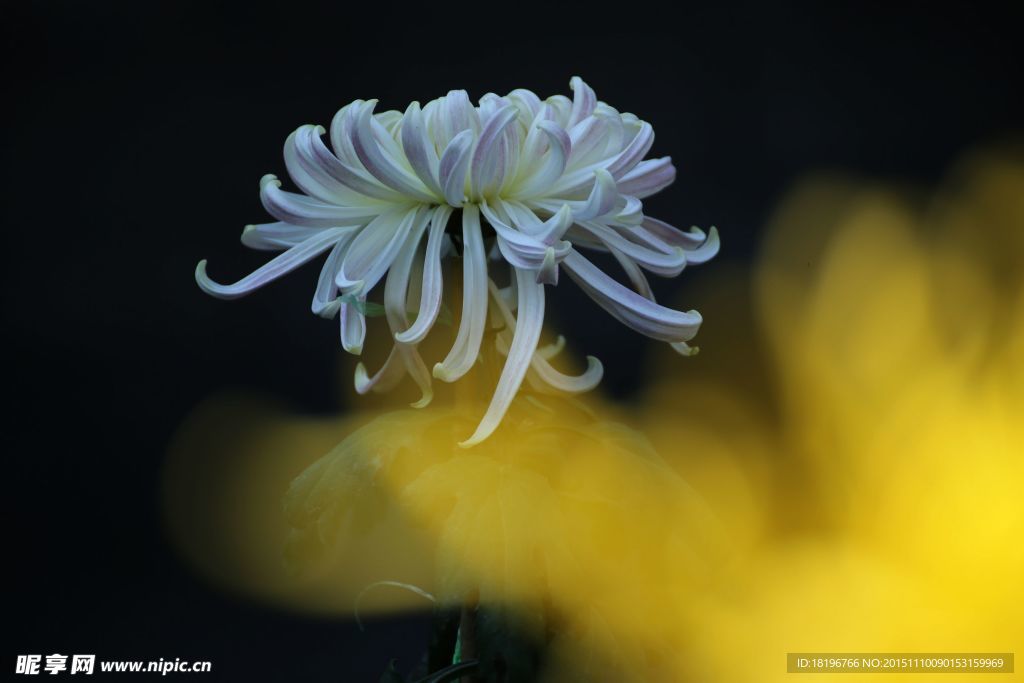 植物花卉 菊花