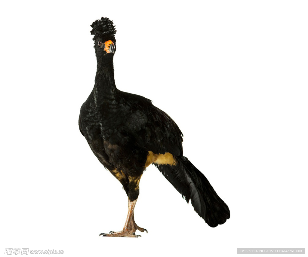 鳥類寫真