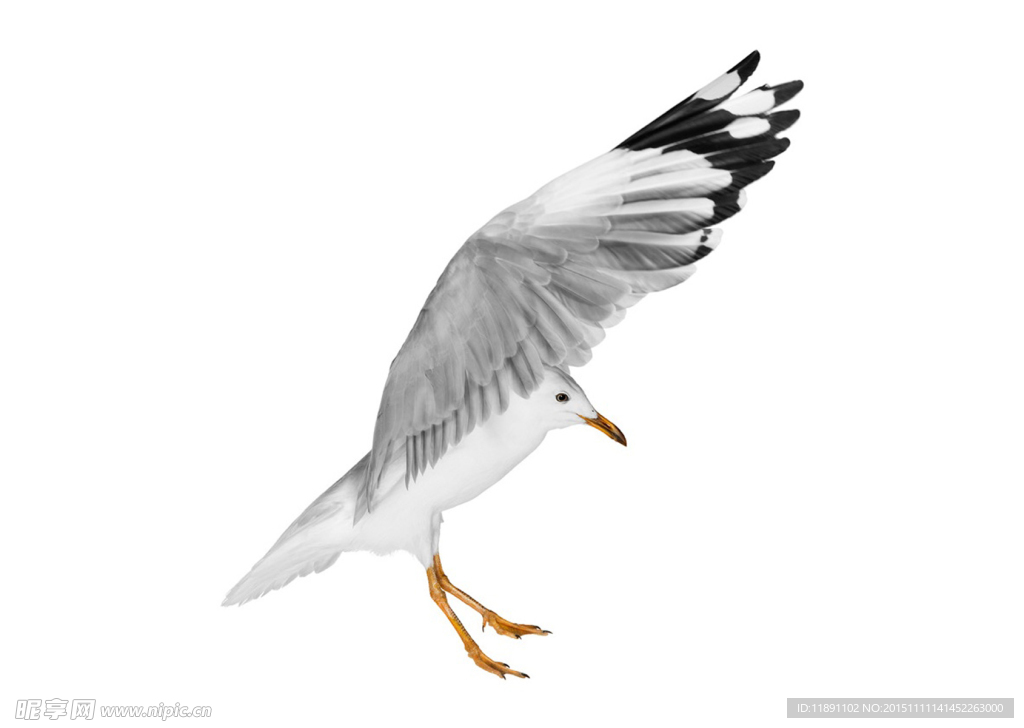 鳥類寫真