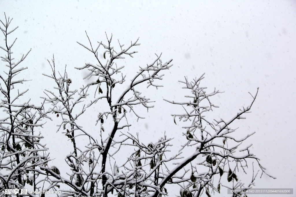 雪枝