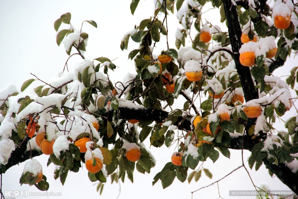 白雪紅柿壓滿頭