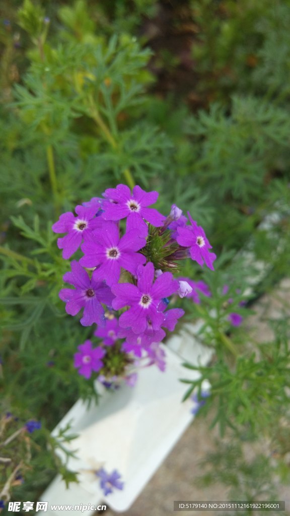 藍色的花