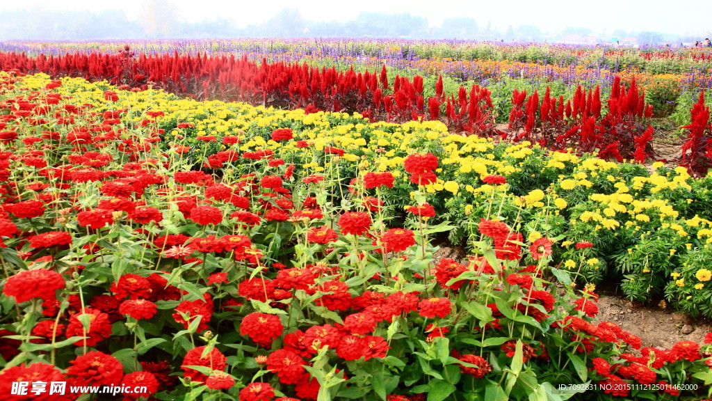 花兒盛開