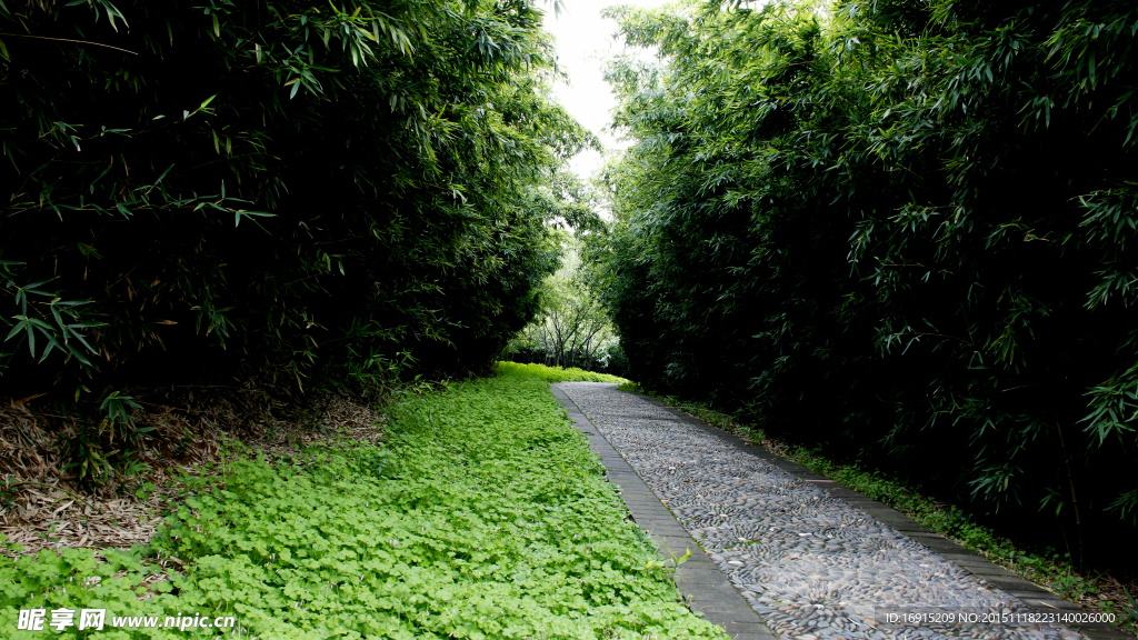 竹林小道