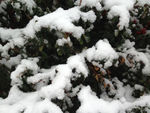 初雪