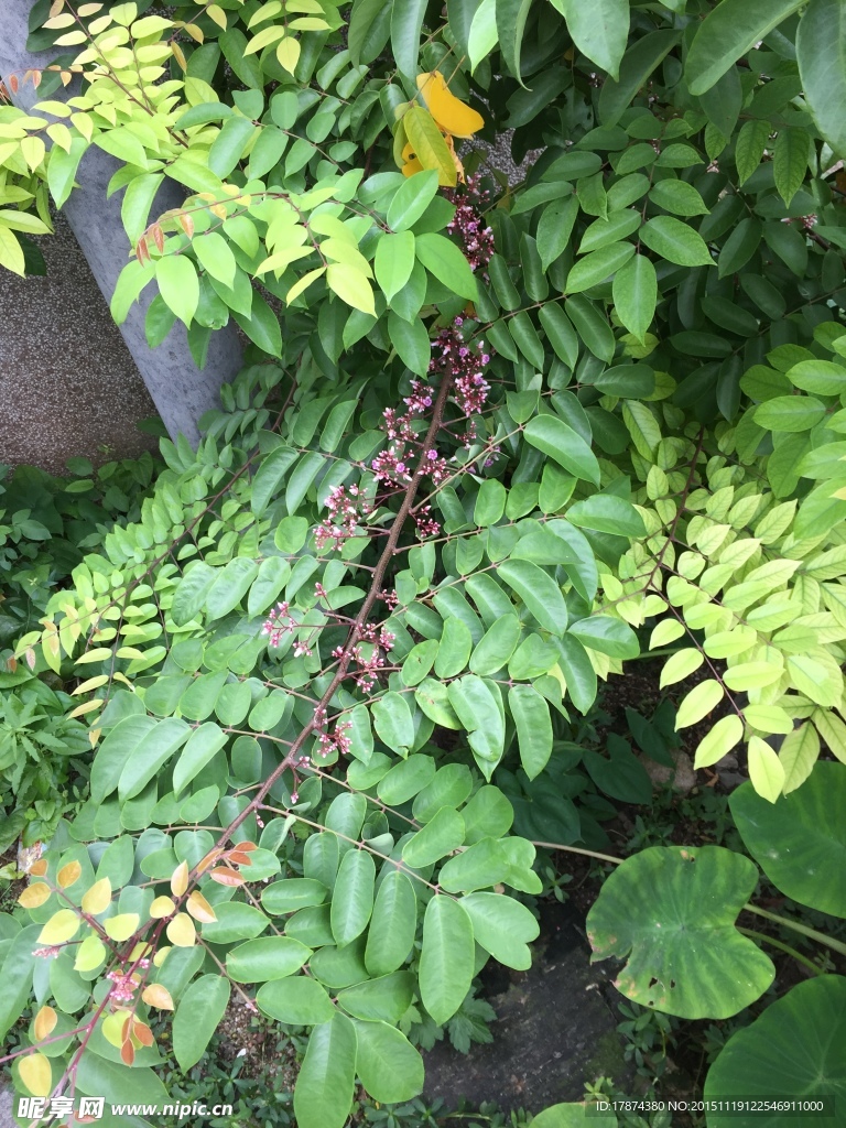 綠色鄉村