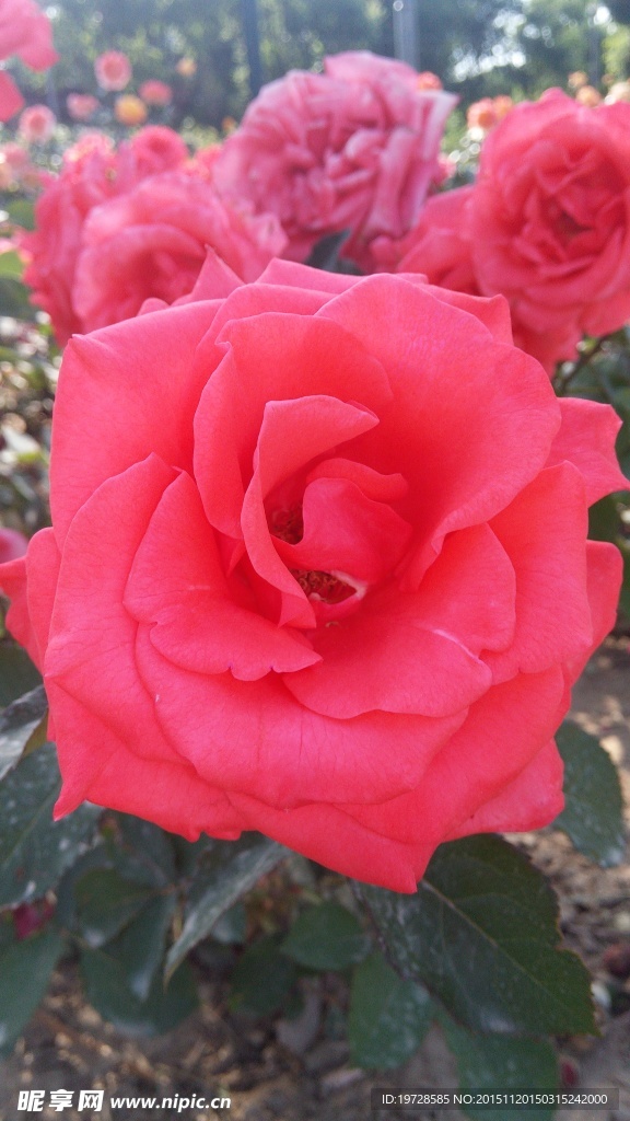 春天的月季花