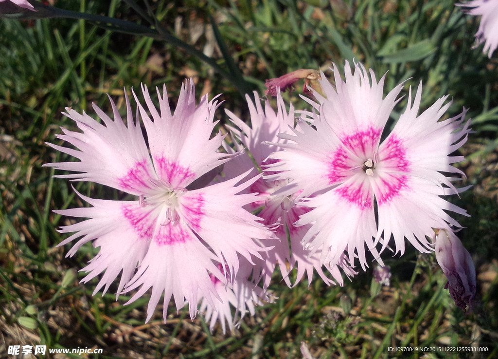 小花兒