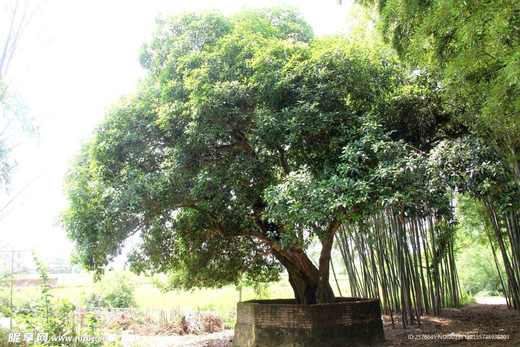 桂花樹