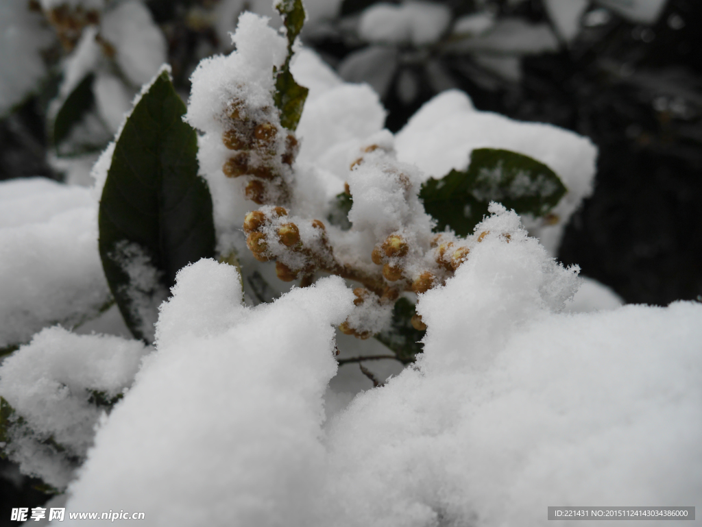 雪后的枇杷花