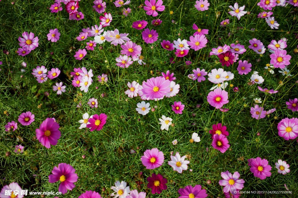 格桑花