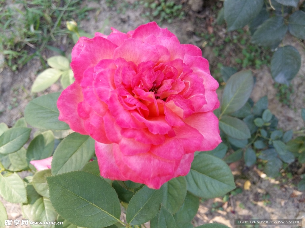 月季花